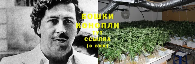 цена наркотик  Великие Луки  Бошки марихуана OG Kush 